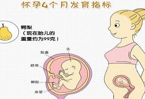 怀孕四个月胎儿有多大图片 四个月胎儿发育是怎样的