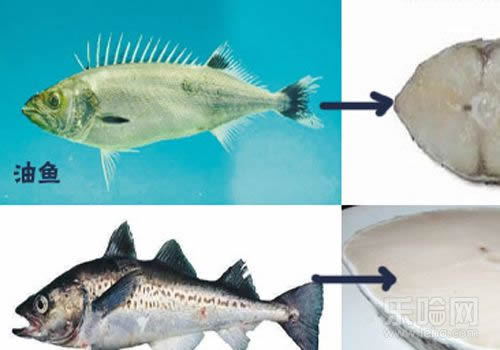 鳕鱼和油鱼的区别图片 怎么分辨鳕鱼与油鱼
