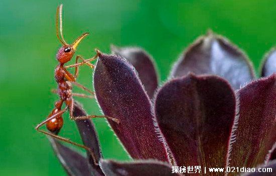 子弹蚁的天敌有哪些 它可以轻松的杀死子弹蚁