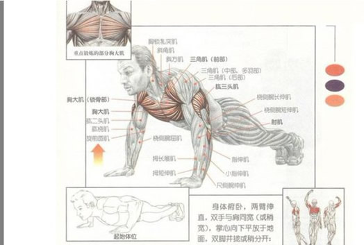 俯卧撑锻炼哪里的肌肉 最广泛的健身运动