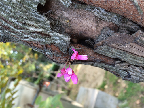 蓝花楹花期多长？昆明这些地方有蓝紫色花海等你来赏