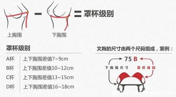 罩杯水果对照图片