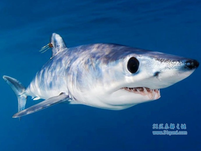 鼠鲨科是板鳃类鼠鲨目的一个科,本科鲨鱼性凶猛,鳃宽大,游动迅速,体长