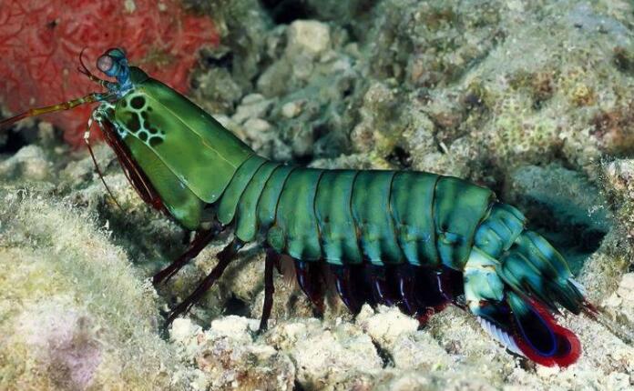 雀尾螳螂虾一拳威力多少牛 世界上最凶猛的虾