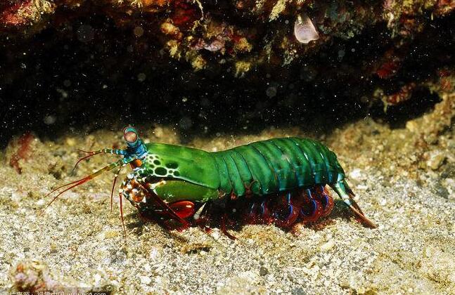 雀尾螳螂虾一拳威力多少牛 世界上最凶猛的虾