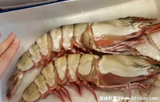世界上最大的海虾图片