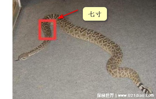 蛇的七寸 位置图图片