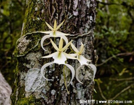 世界濒临灭绝的植物有哪些,笔筒树非常稀有(尸香魔芋上榜)