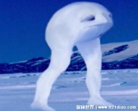 南极不明生物图片图片